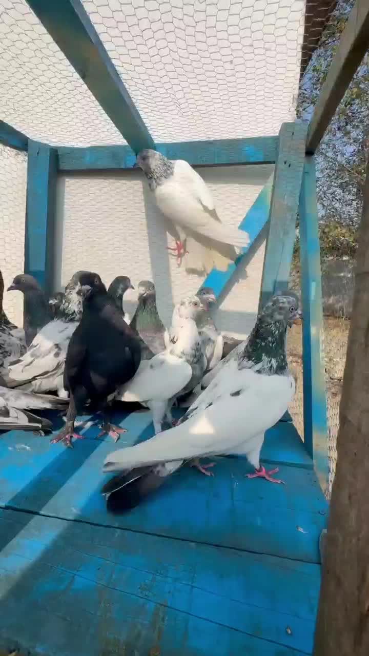 کبوتر پرشی|پرنده|ماسال, |دیوار