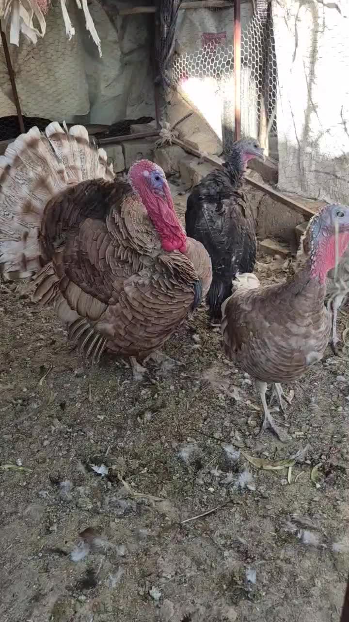 بوقلمون بوربون|حیوانات مزرعه|مبارکه, |دیوار