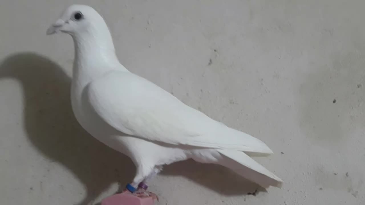 سفید پلاکی|پرنده|مسجد سلیمان, |دیوار