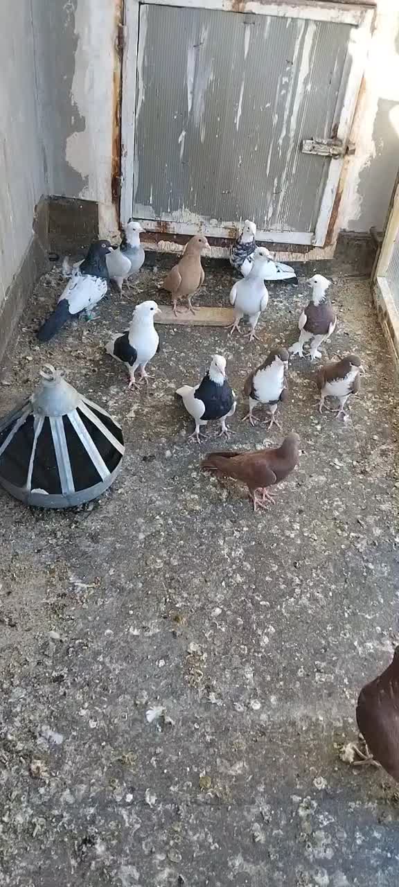 کفتر ساده سرخ طوقی زرد کرمانی پشت بال سیاه|پرنده|تربت‌حیدریه, بالا ولایت|دیوار