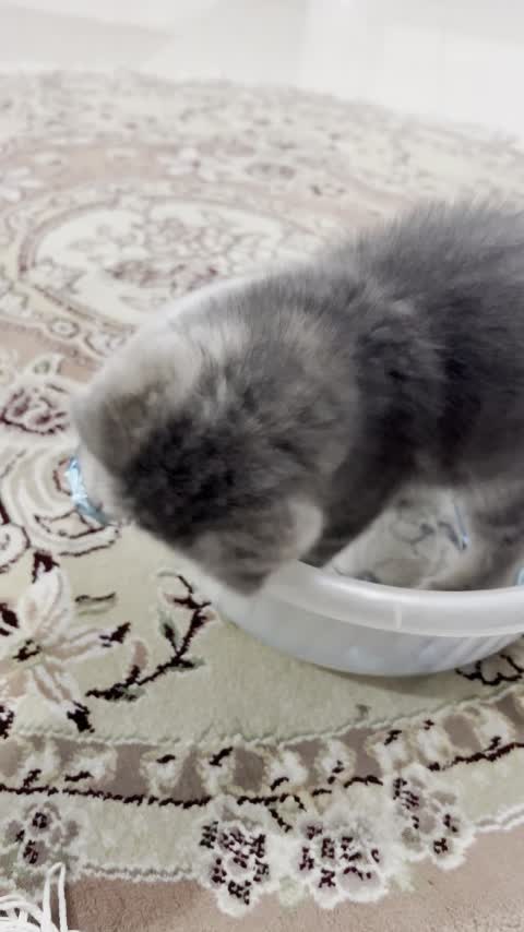 بچه گربه اسکاتیش|گربه|قم, شهرک قدس|دیوار