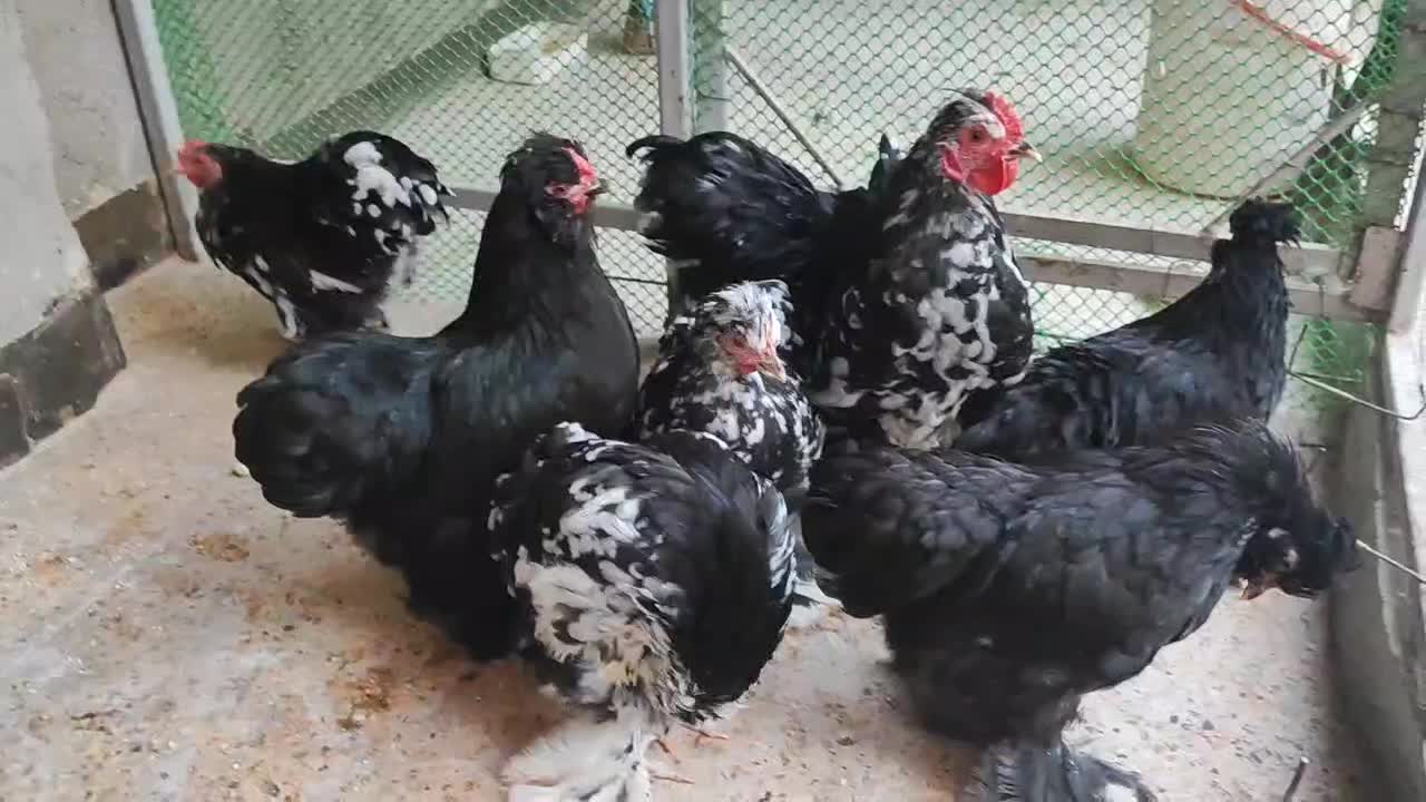 مرغ و خروس زینتی نژاد کوشین اصل طاقچه|حیوانات مزرعه|مشهد, طلاب|دیوار