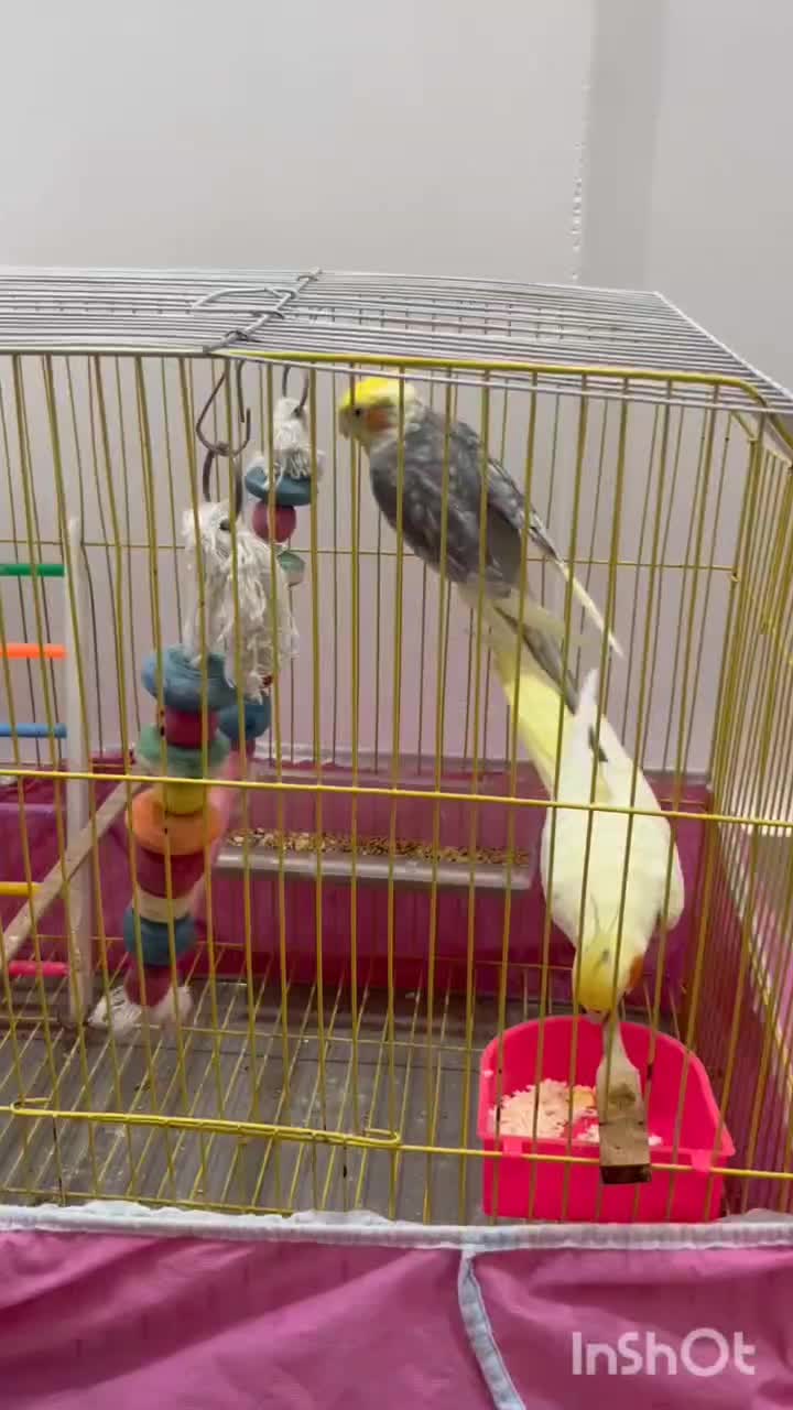 عروس هلندی|پرنده|شوشتر, |دیوار