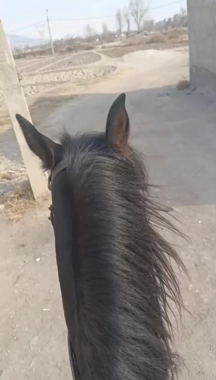 اسب کرد|اسب و تجهیزات اسب‌سواری|تبریز, |دیوار