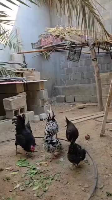 مرغ خروس گلین اصیل و مرغ ایام سمانی|حیوانات مزرعه|کاکی, |دیوار