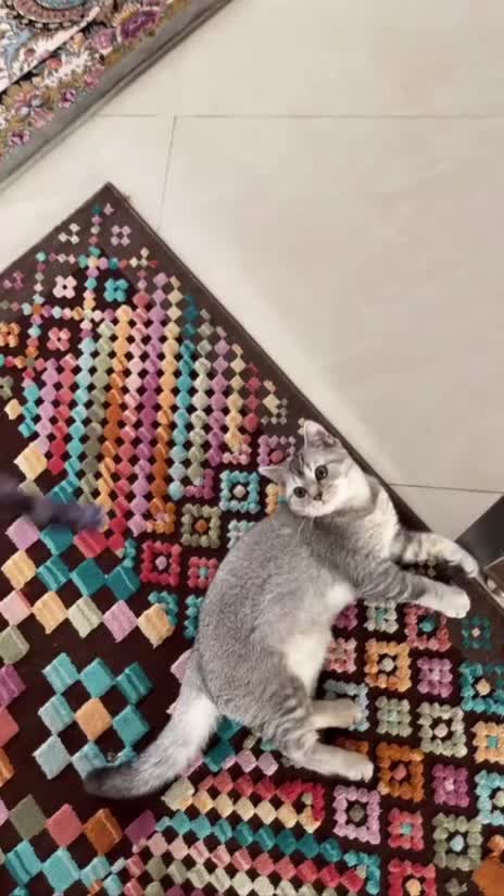 گربه بریتیش سیلور|گربه|اراک, |دیوار