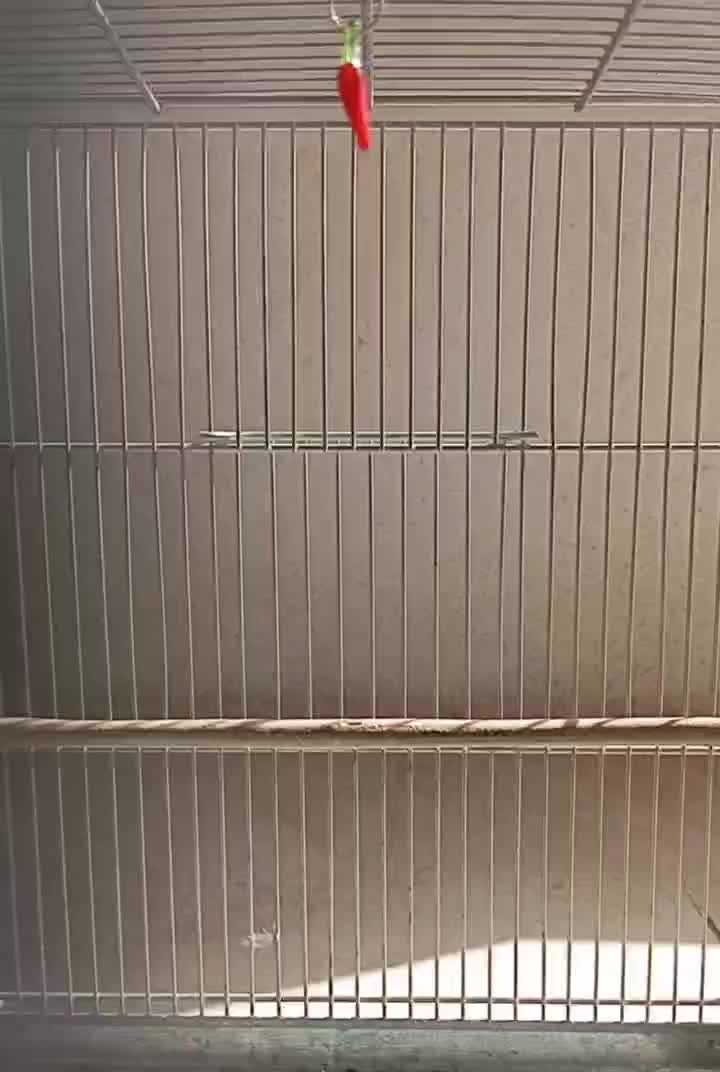 سهره دورگ کرمانی|پرنده|کرمانشاه, |دیوار