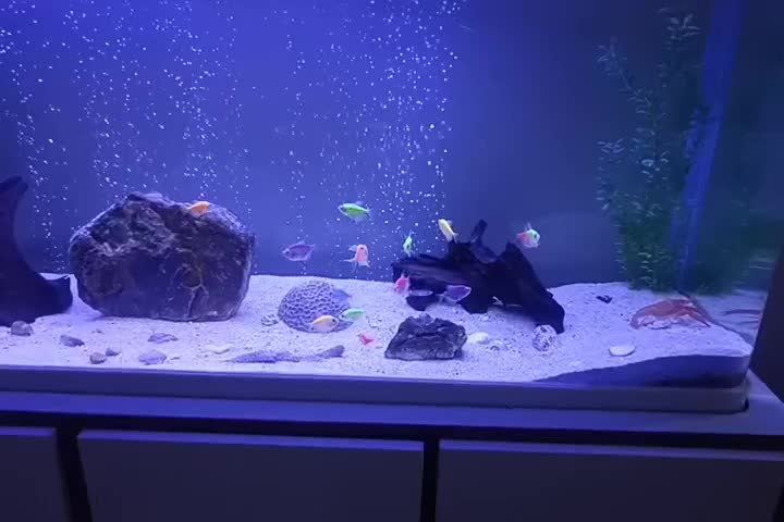 اکواریوم شیشه خم|ماهی|خرمآباد, |دیوار