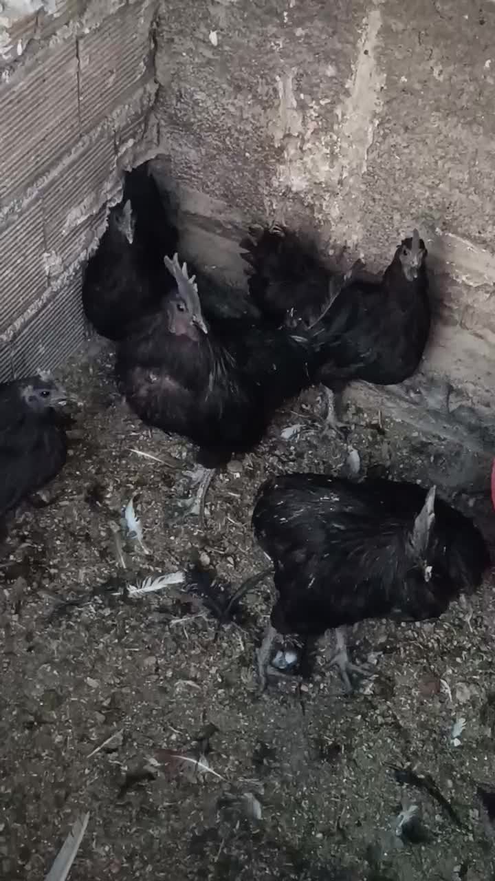 تخم مرغ و خروس ایام سمانی ضمانتی|حیوانات مزرعه|تهران, فرحزاد|دیوار