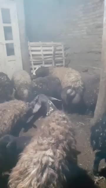 قوچ سه ساله|حیوانات مزرعه|سرعین, |دیوار