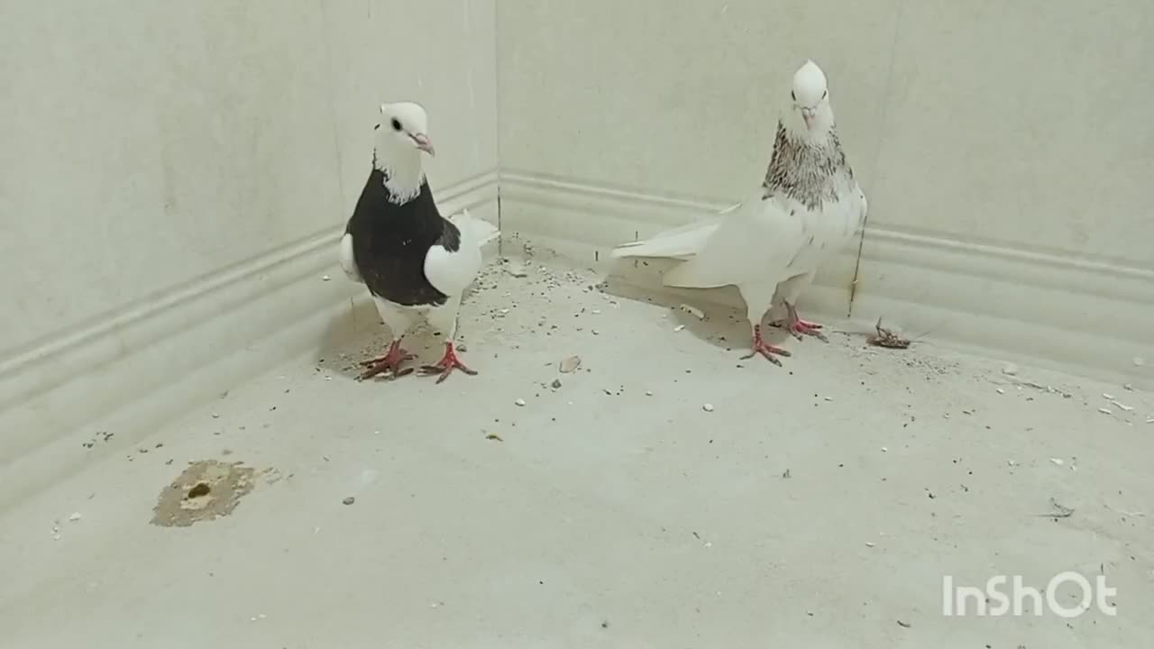 کبوتر طوقی|پرنده|اشکنان, |دیوار