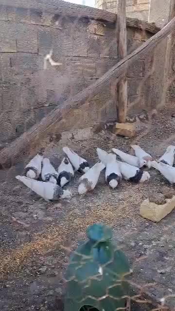 طوقی|پرنده|پیر بکران, |دیوار