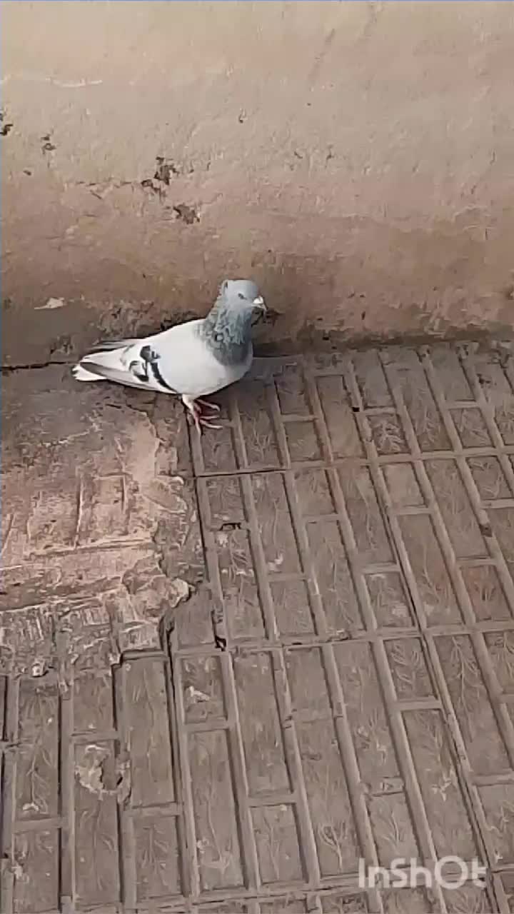 کفتر سبز دم سفید|پرنده|کرمان, |دیوار