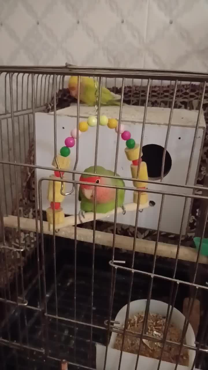 عروس هلندی معاوظه با کفتر|پرنده|جوادآباد, |دیوار