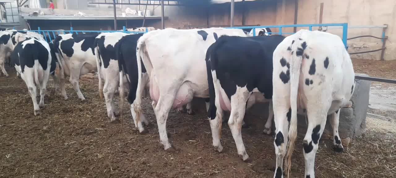 گاو شیری تلیسه با گوساله|حیوانات مزرعه|جلگه رخ, |دیوار