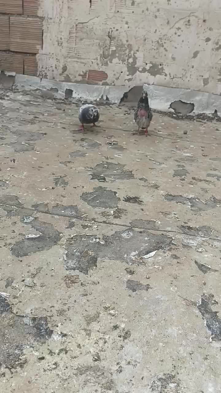 کبوتر مسافتی و جوجه وتکپر|پرنده|گنبد کاووس, |دیوار