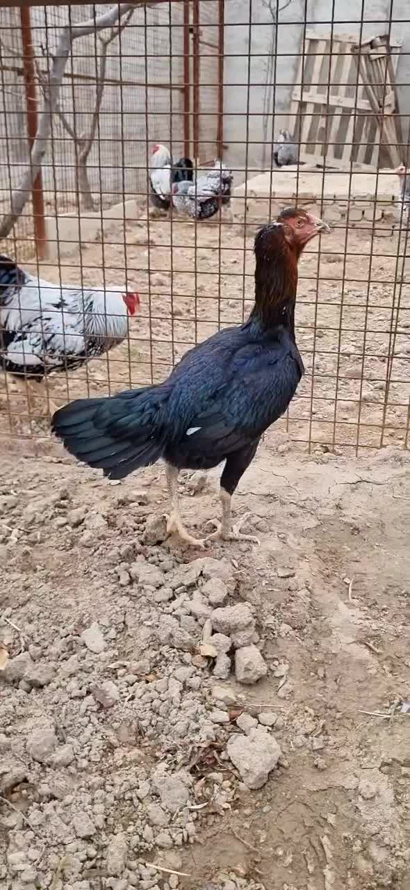 لاری|حیوانات مزرعه|تهران, چیتگر جنوبی|دیوار