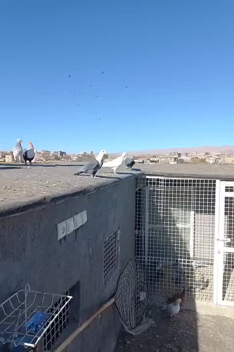 کلاغ سیاه ماده پررنگ|پرنده|تربت‌حیدریه, ده پائین|دیوار