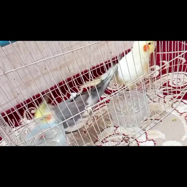 عروسهلندی|پرنده|رضویه, |دیوار