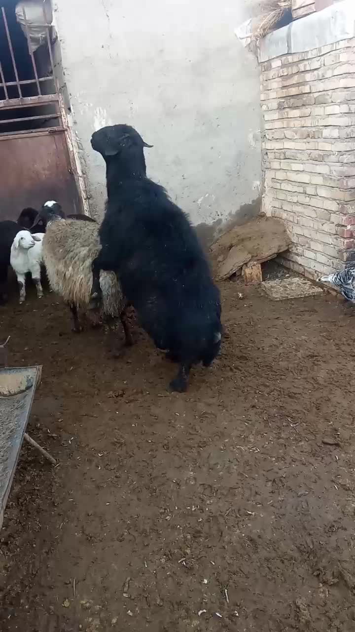 به ددلیل وضعیت مالی وگرنه کسی عشق شو نمیفروشه|حیوانات مزرعه|تربت جام, جامرود|دیوار