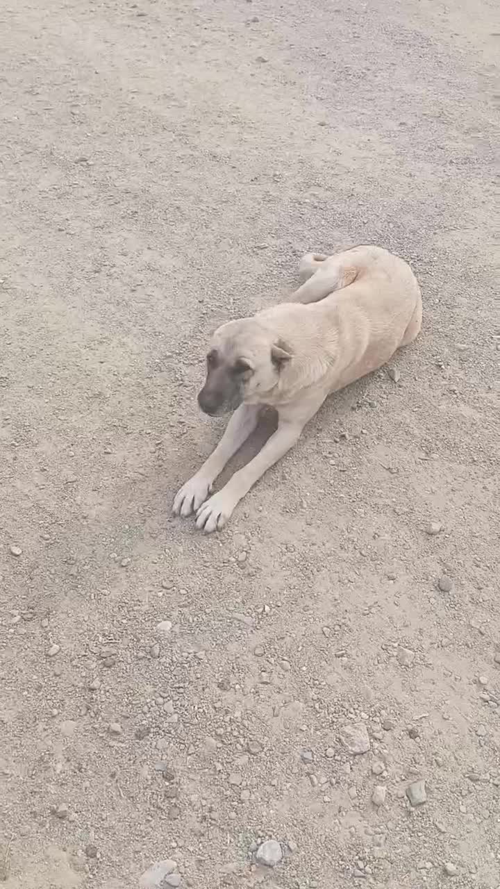 سگ ماده سرابی واسه گله و نگهبانی|سگ|بوکان, |دیوار