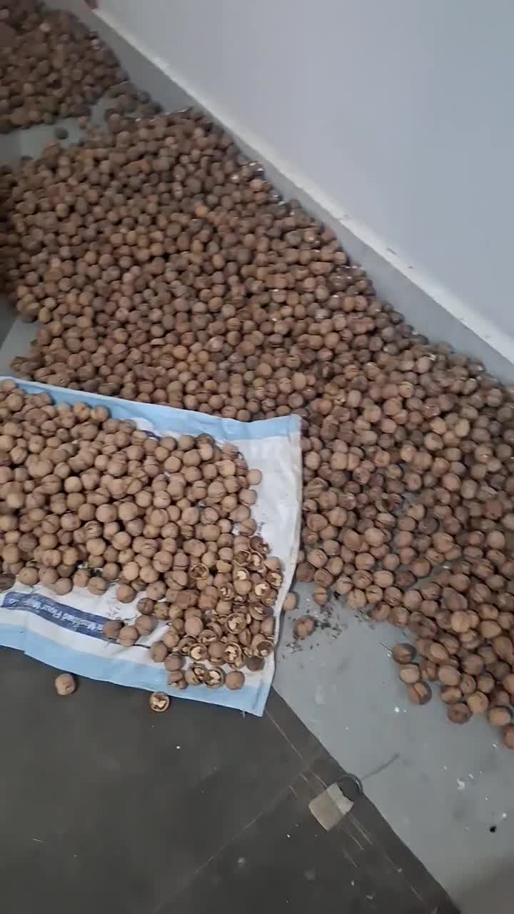 گردو|خوردنی و آشامیدنی|مشهد, شهید علی محمدی|دیوار