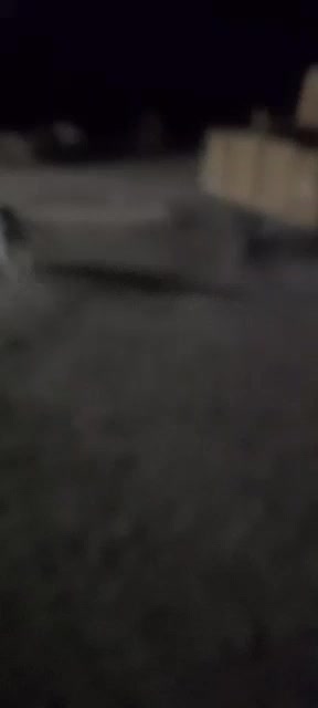 سک نگهبان|سگ|جوادآباد, |دیوار