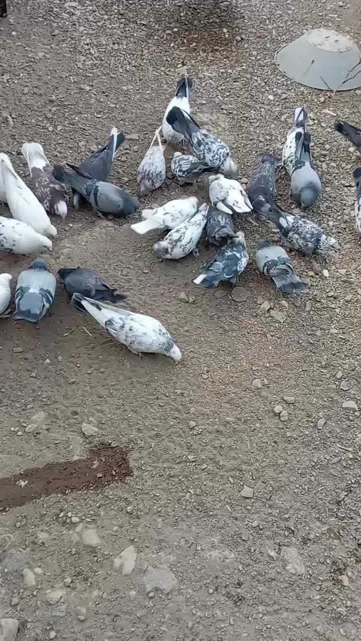 کبوتر پرشی بشرط|پرنده|جعفرآباد, |دیوار