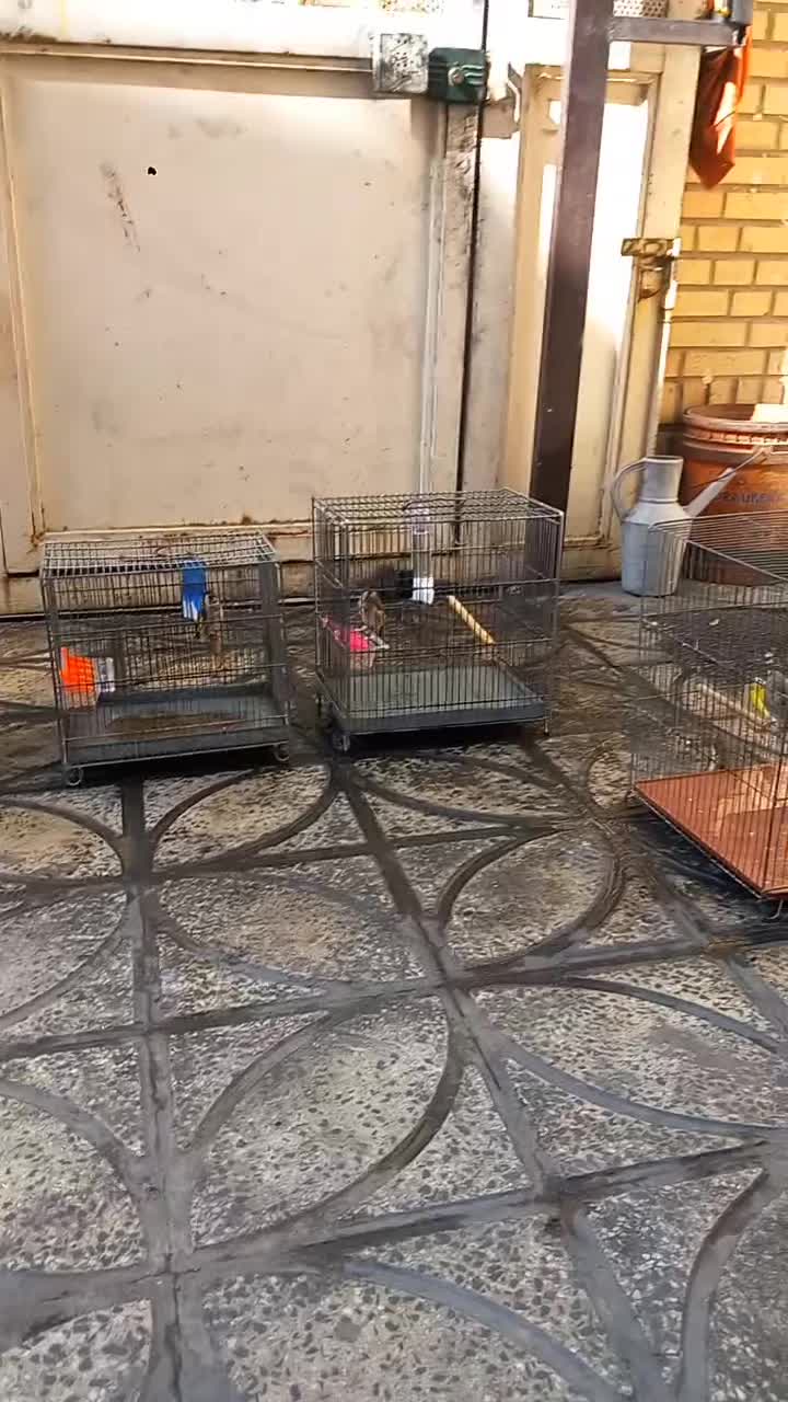 جوجه سره سوا شده ب شرط|پرنده|قرچک, شهرک صنعتی قرچک|دیوار