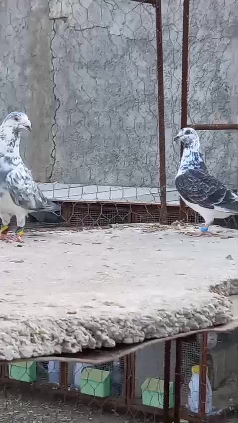 گلی سبز|پرنده|شیراز, شهرک صنعتی شیراز|دیوار