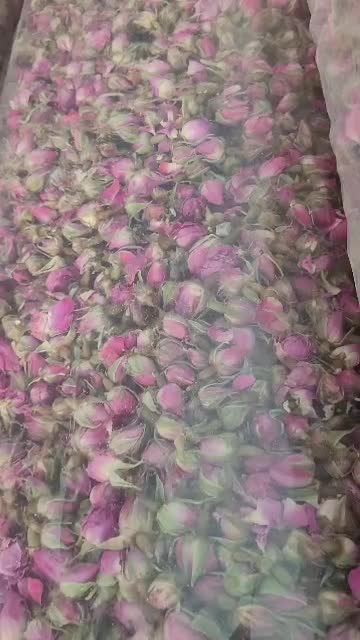 فروش عمده غنچه گل محمدی داراب لوکس|عمده‌فروشی|داراب, |دیوار