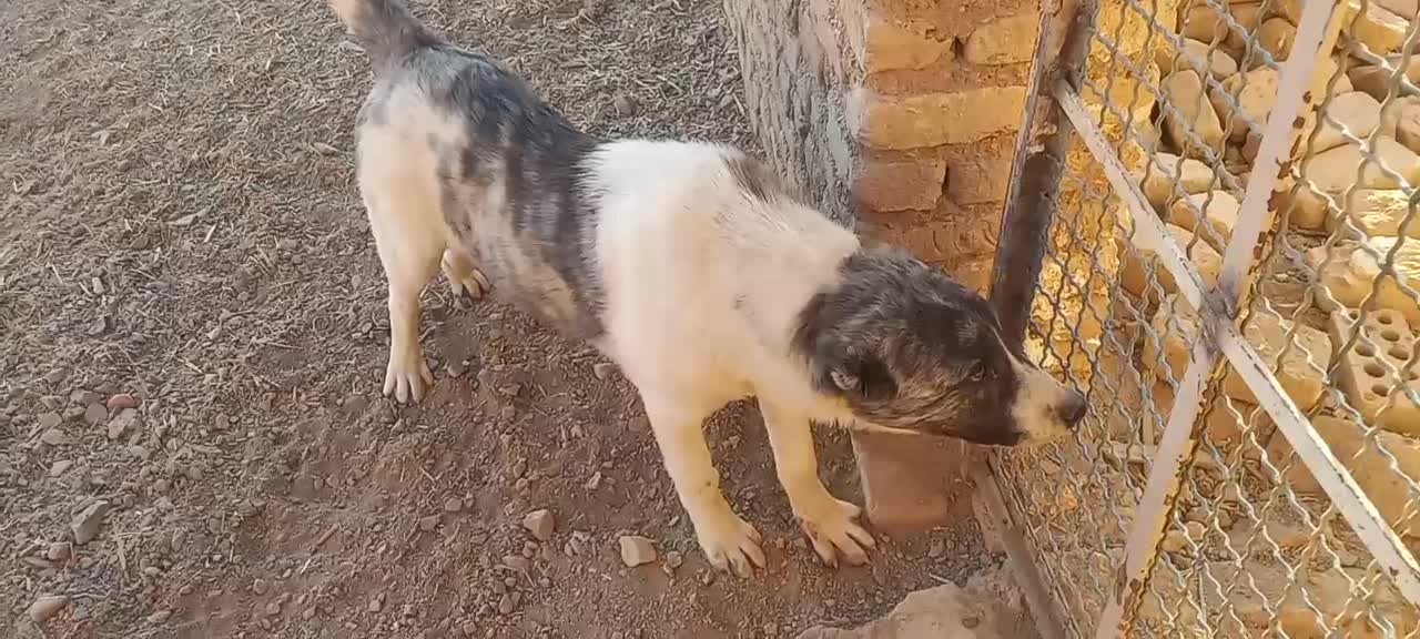 سگ الابای افغان|سگ|دامغان, |دیوار