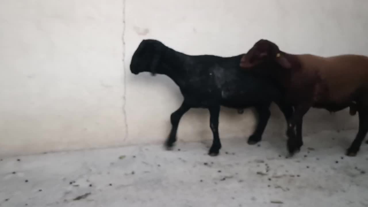 بره قوچ همو و هترو ،قوچ همو|حیوانات مزرعه|شهریار, کردزار|دیوار