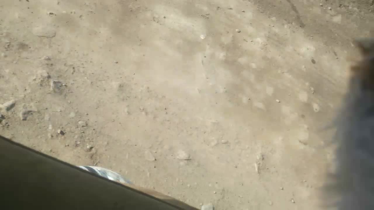 سگ پامر|سگ|نیشابور, شهرآرا|دیوار