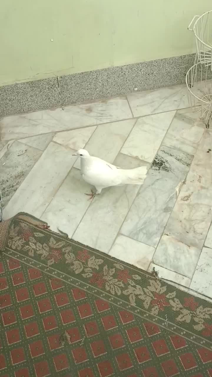 کفتر|پرنده|مشهد, خواجه ربیع|دیوار