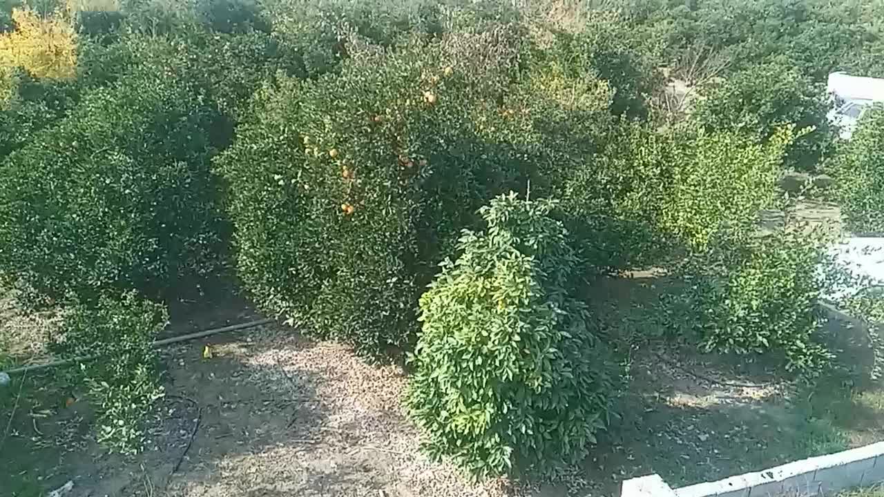 فروش باغ مرکبات۲۰سالهدر روستای پائین لموک|فروش زمین و ملک کلنگی|ارطه, |دیوار