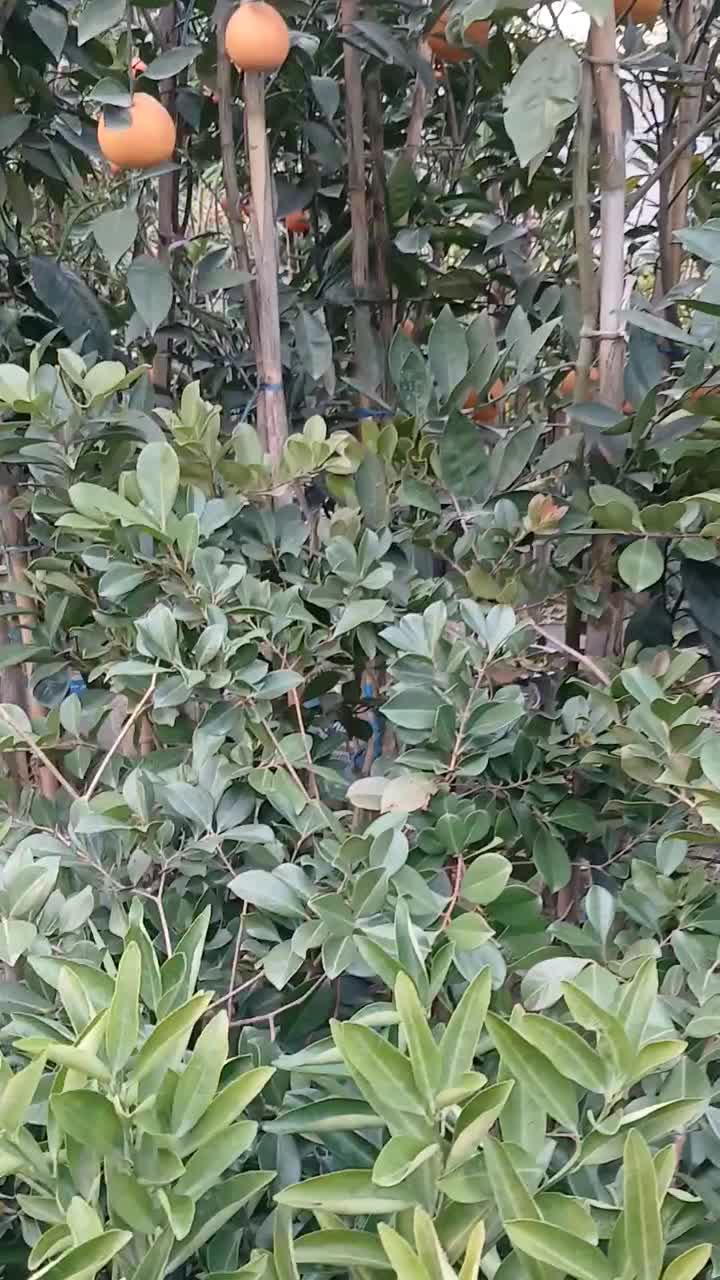 فروش نهال در پایه های ملو نارنج|خدمات باغبانی و درختکاری|گتاب, |دیوار