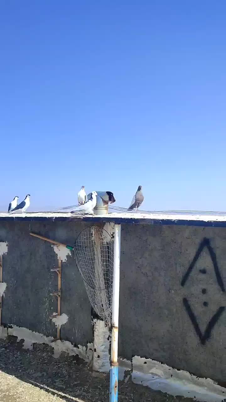 کبوتر|پرنده|مشهد, امیریه|دیوار