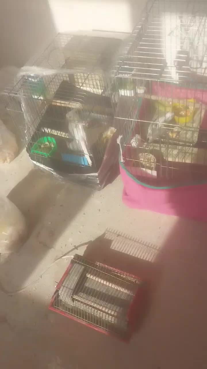 فروش فوری عروس هلندی سه جفت برشت جوجه دادن|پرنده|هشتگرد, هشتگرد قدیم|دیوار