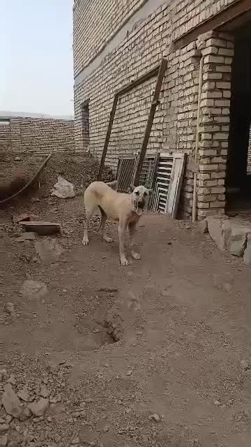 3 قلاده سگ سرابی|سگ|قم, آزادگان|دیوار