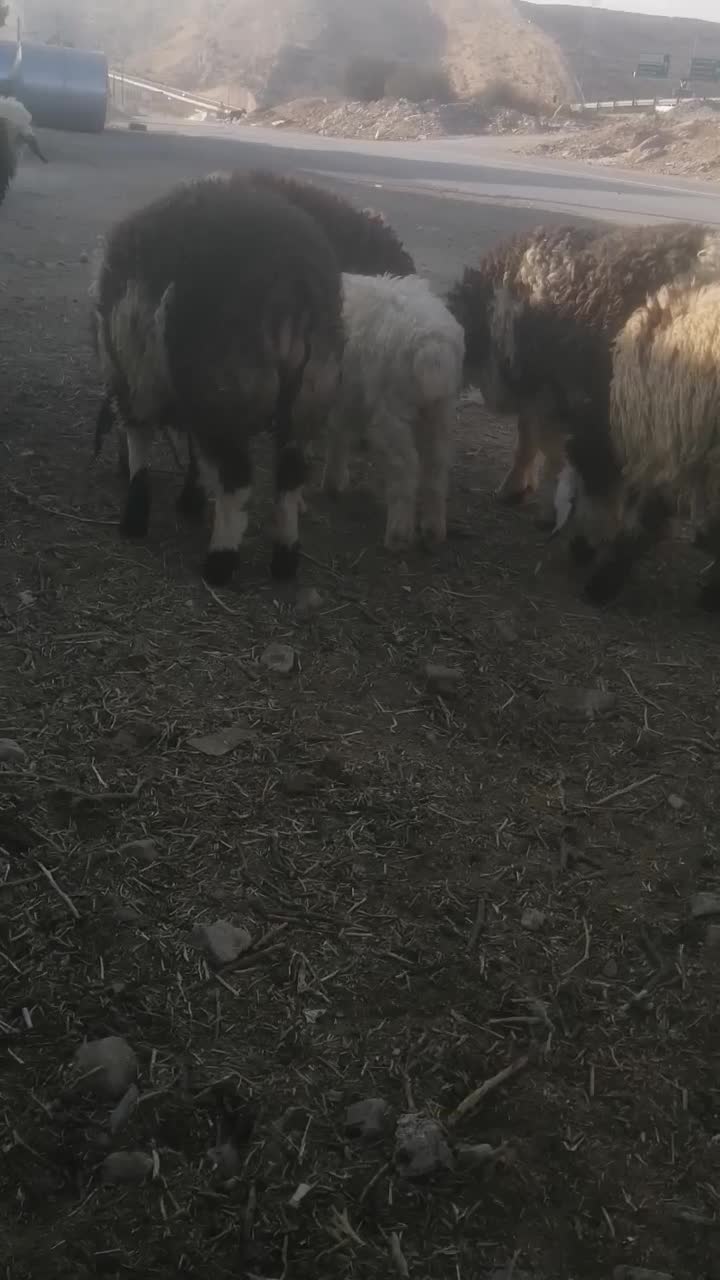 بره|حیوانات مزرعه|شیراز, داریون|دیوار