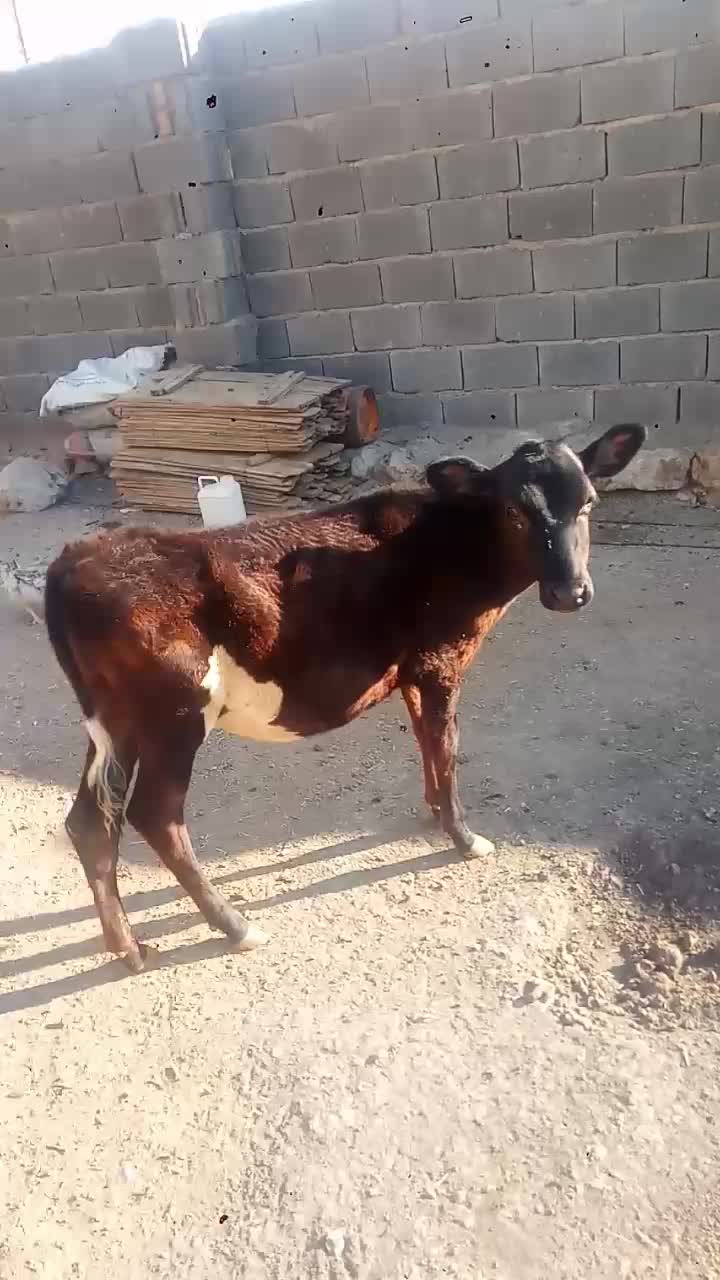 گاو|حیوانات مزرعه|روانسر, |دیوار