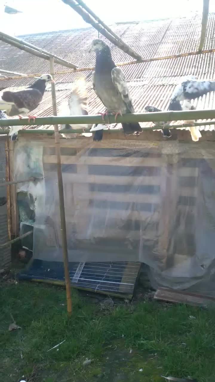 کبوتر|پرنده|رشت, حومه رشت|دیوار