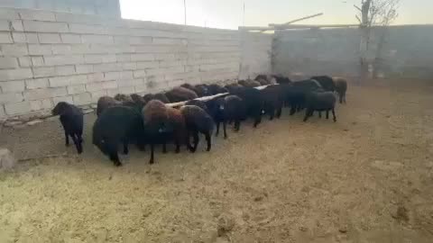 قوچ|حیوانات مزرعه|بسطام, |دیوار