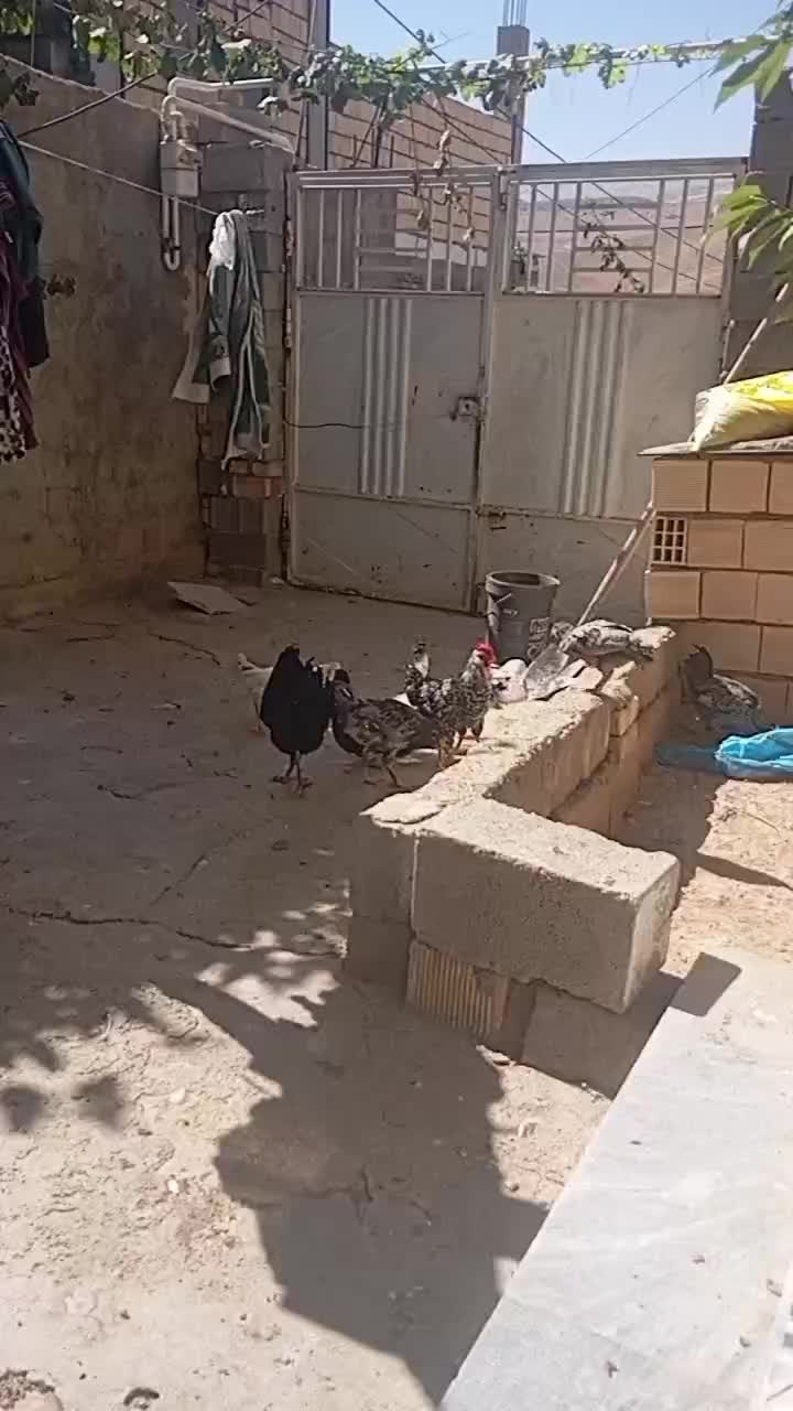 ۲۷۰۰|پرنده|بابا حیدر, |دیوار