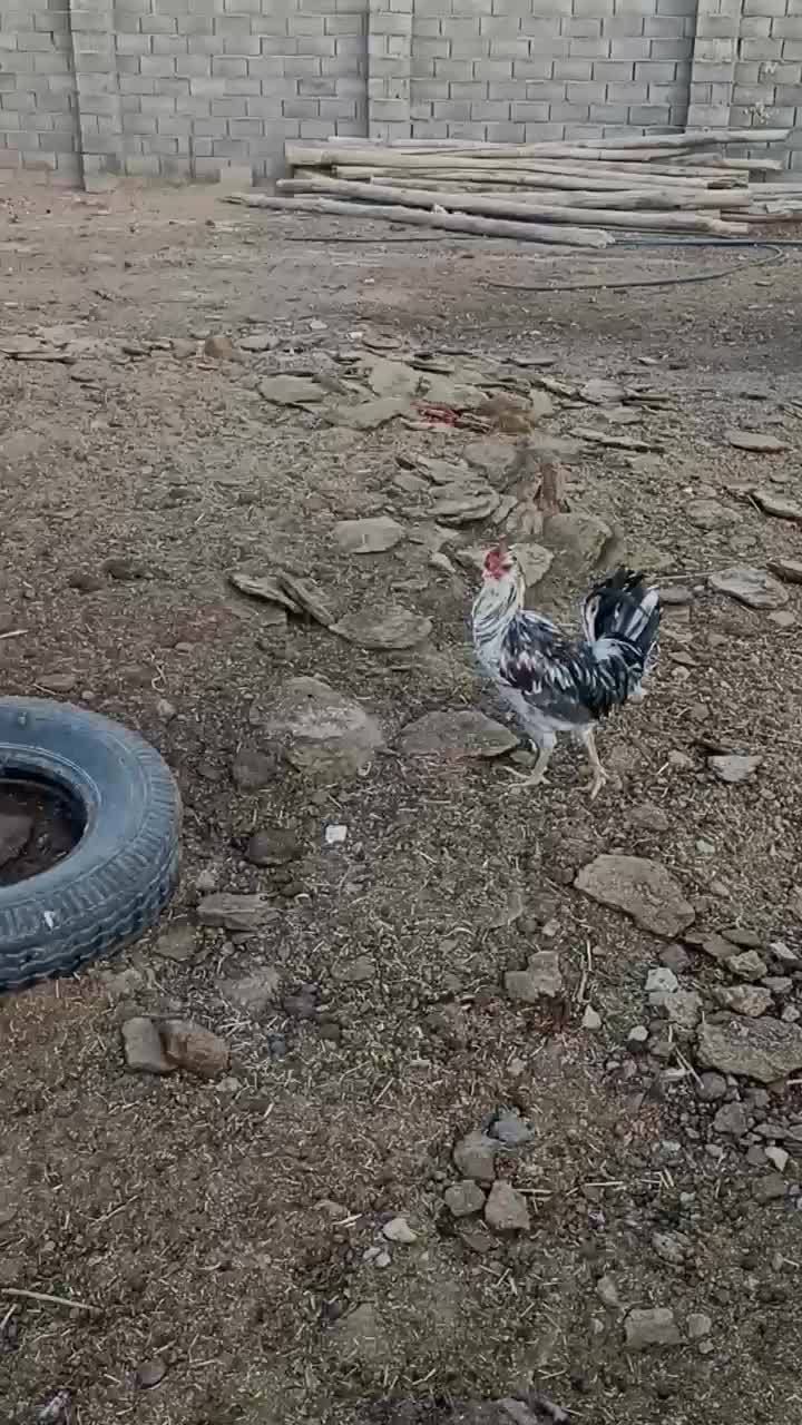 خروس گلین|حیوانات مزرعه|شهرضا, |دیوار