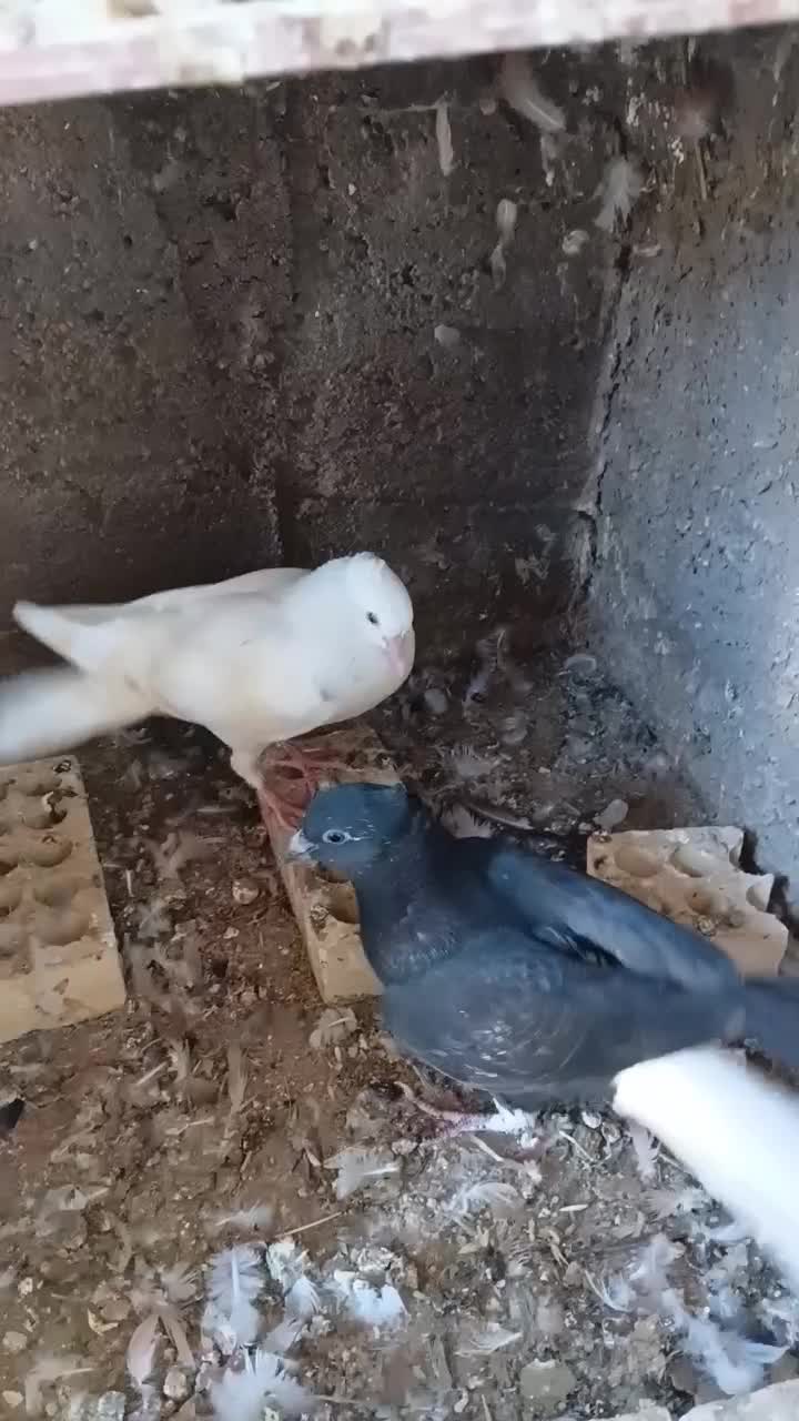 دو جفت جوجه رنگی|پرنده|شوشتر, |دیوار