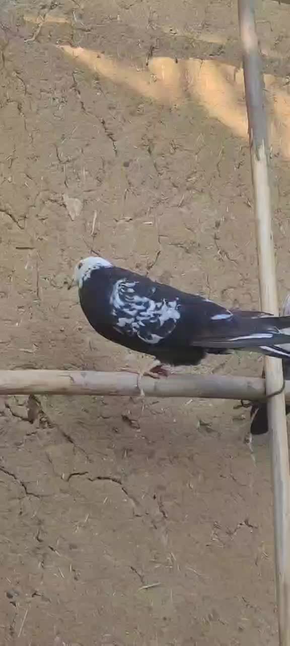 کله ماستی|پرنده|نالوس, |دیوار