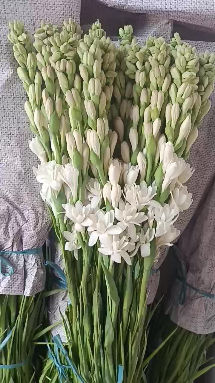 123|گل و گیاه طبیعی|شیراز, تندگویان|دیوار