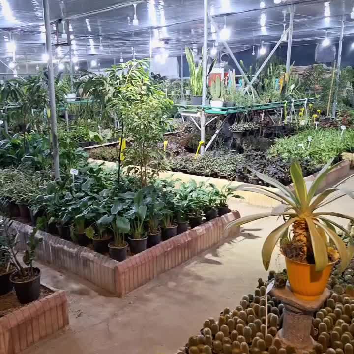 جشنواره فروش گلهای آپارتمانی وگلدان واجناس دکوری|گل و گیاه طبیعی|اصفهان, بهارستان|دیوار